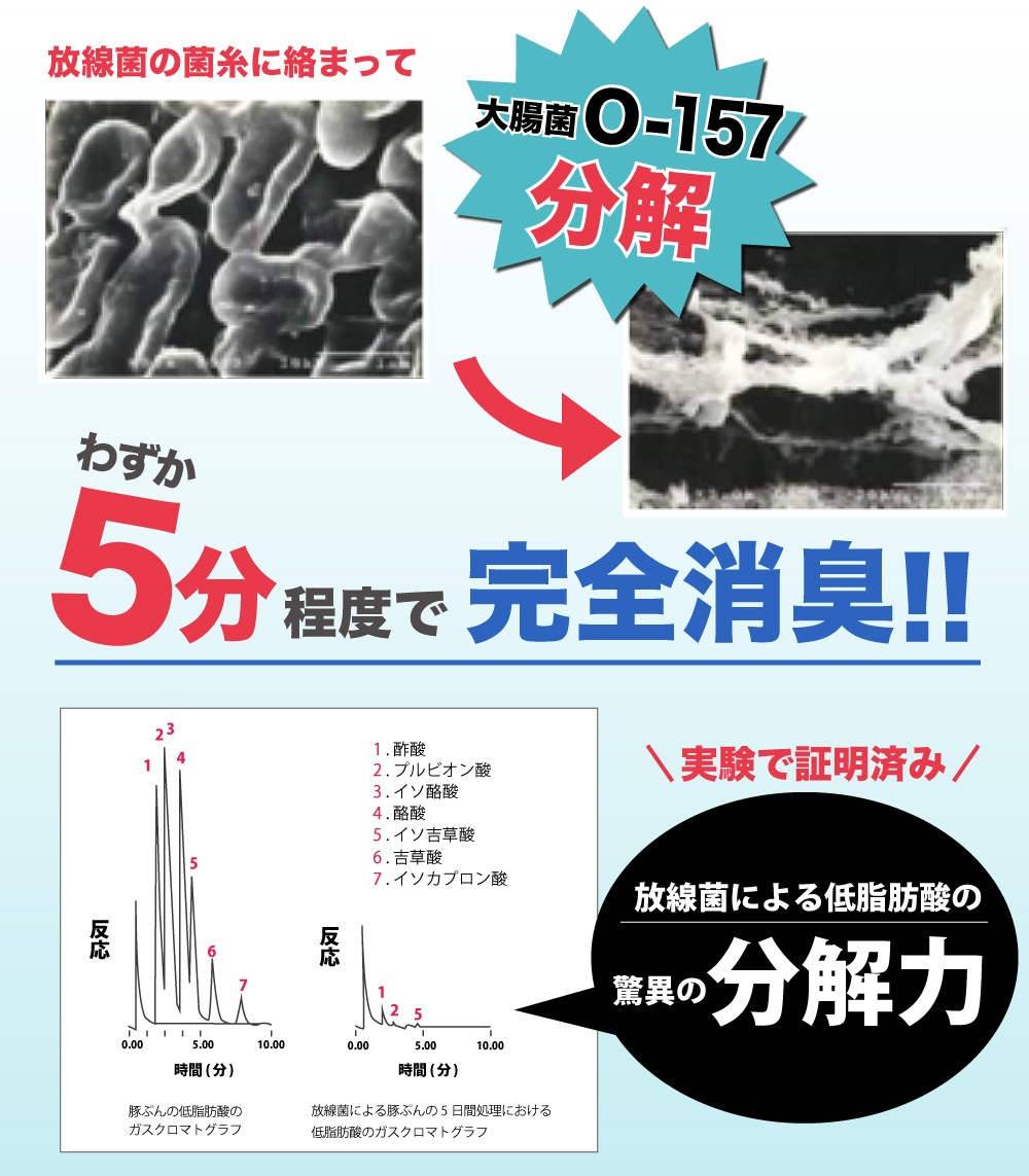 ᡼ء ɺѴʰץȥ졦ؽ [ХBB10] 15g10  ɺҥå   ҳ ɺ ҳ ý  ȥ  Х Ի  ̳Ի ̵ź ECO  Ķ Ķˤ䤵