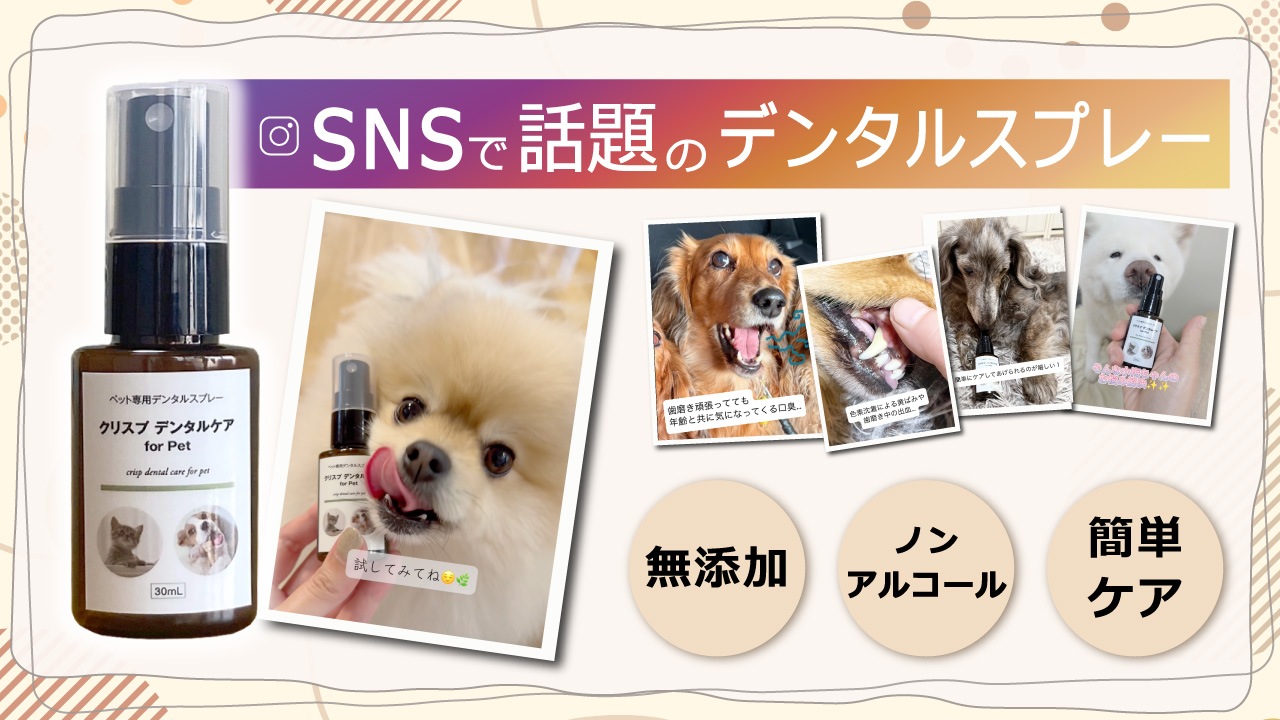 �� ǭ �������� ���λ��᤭ ���奱�� �ڥå��� ������ ŷ����ʬ100% �Υ󥢥륳���� �������å�  [���ꥹ�ץ���3 ���䡼�����å���+�ǥ󥿥륱��+�ѥ������å���]  �֤� ����� ���� �ܥ��˥��� ���䡼��������� �� ���᤭ ���� �Ҥӳ�� ���奯�꡼�� �����󥱥� �ݼ�