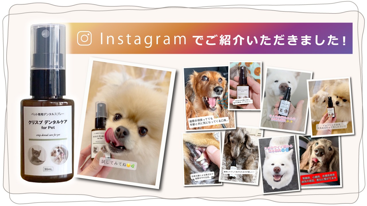 ��᡼���ء��ľ�Τ�����ǰ��͡� �ڥå��ѥǥ󥿥륱�� [���ꥹ�ץǥ󥿥륱�� 30ml] �� �� ǭ �ǥ󥿥륱�� ��ñ ��1~2����ʬ ͽ�� ̵ź�� ���륳�����Ի��� 100%ŷ����ʬ ���᤭ ���λ��᤭ ������ ���Υ˥��� ���� ������륱�� ��ɷ� ̵̵̣�� ��������