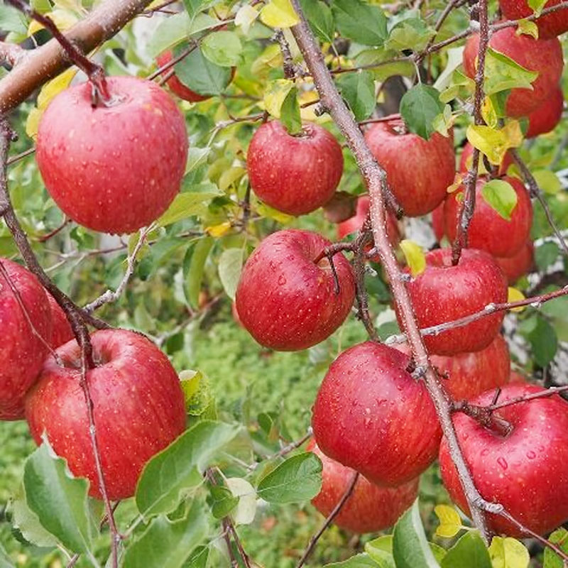 �ڥ���������/20�ѥå�����۸޽���̼���Τ�󤴥��塼�� 185g��20�ѥå� �ڥ�åԥ��Բġ�