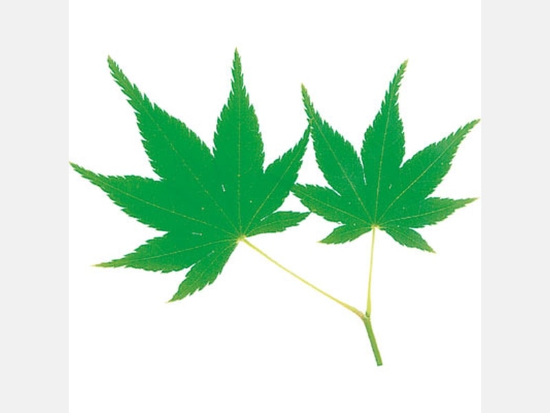 飾り グルメシート 青紅葉 丸 100枚包装 <100枚> 小ロット販売