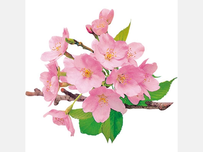 飾り グルメシート 桜 丸 １００枚包装 <100枚> 小ロット販売