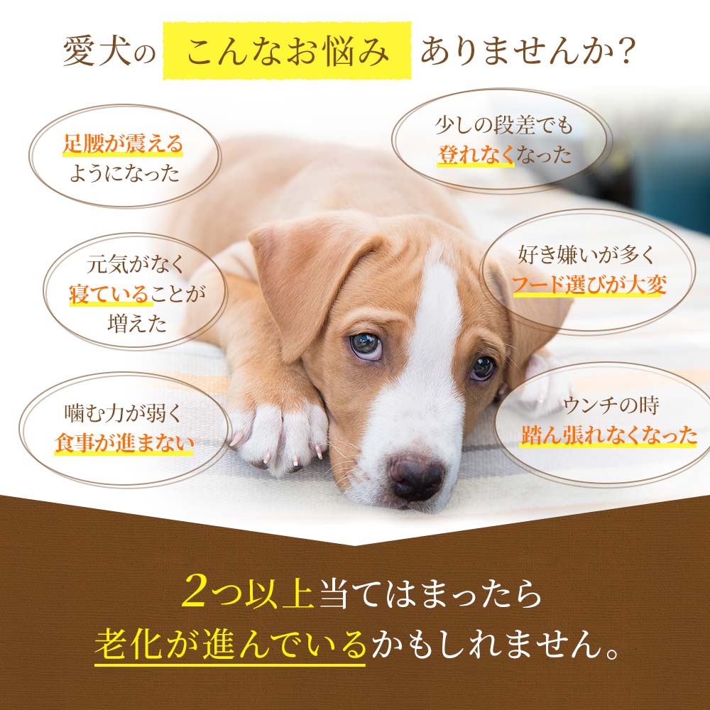 少量タイプ]DOG STANCE 鹿肉麹熟成｜ドッグフード｜健康通販｜イマココ