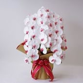 胡蝶蘭鉢 はくらん 3本立ち 赤リップ アーティフィシャルフラワー