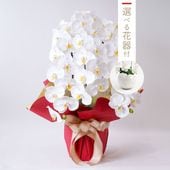 胡蝶蘭鉢 はくらん 選べる花器付 3本立ち 白 アーティフィシャルフラワー