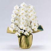 胡蝶蘭鉢 はくらん 5本立ち 白 アーティフィシャルフラワー