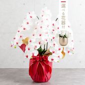 胡蝶蘭鉢 はくらん 選べる花器付 5本立ち 赤リップ アーティフィシャルフラワー