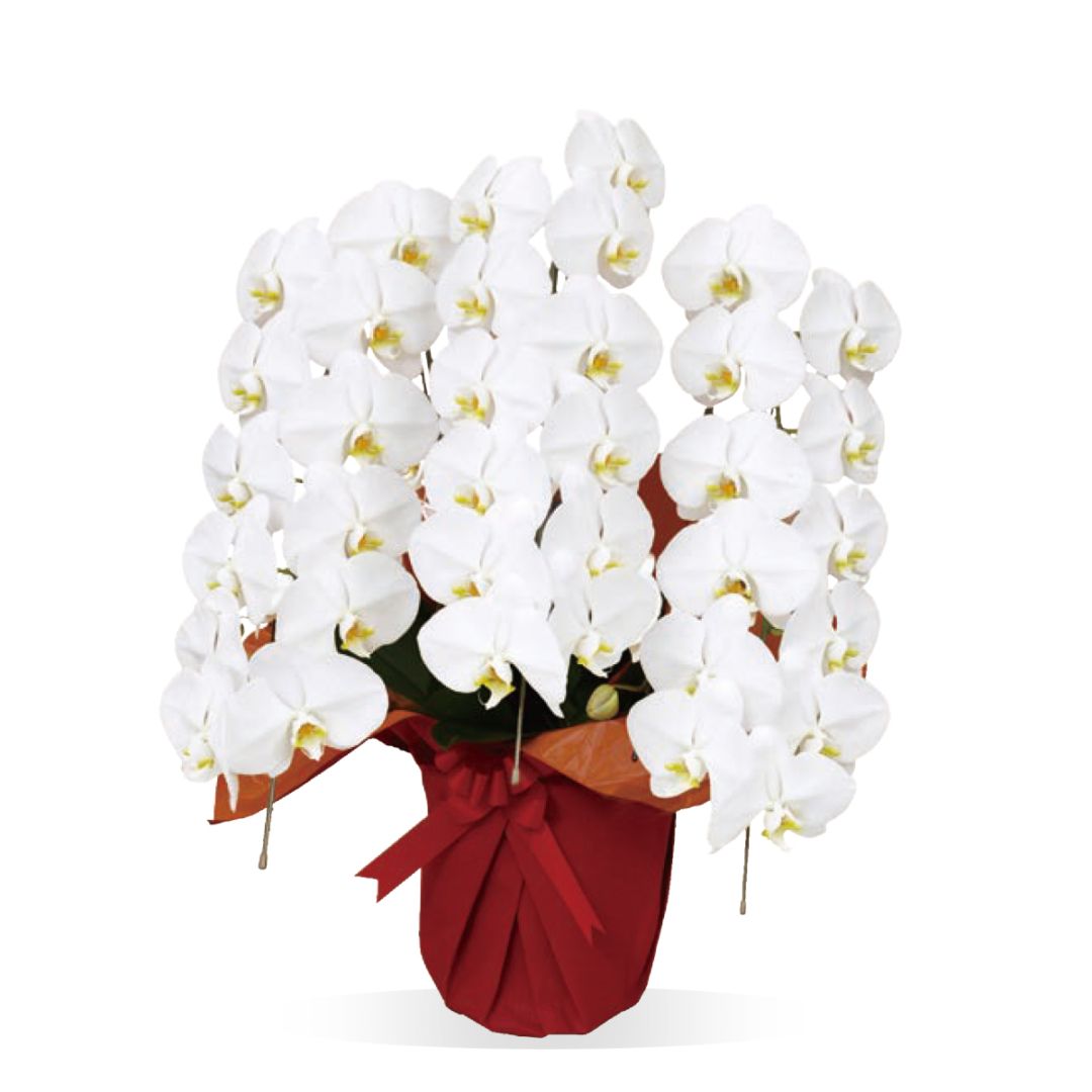 胡蝶蘭鉢 生花特選  3本立 36輪以上