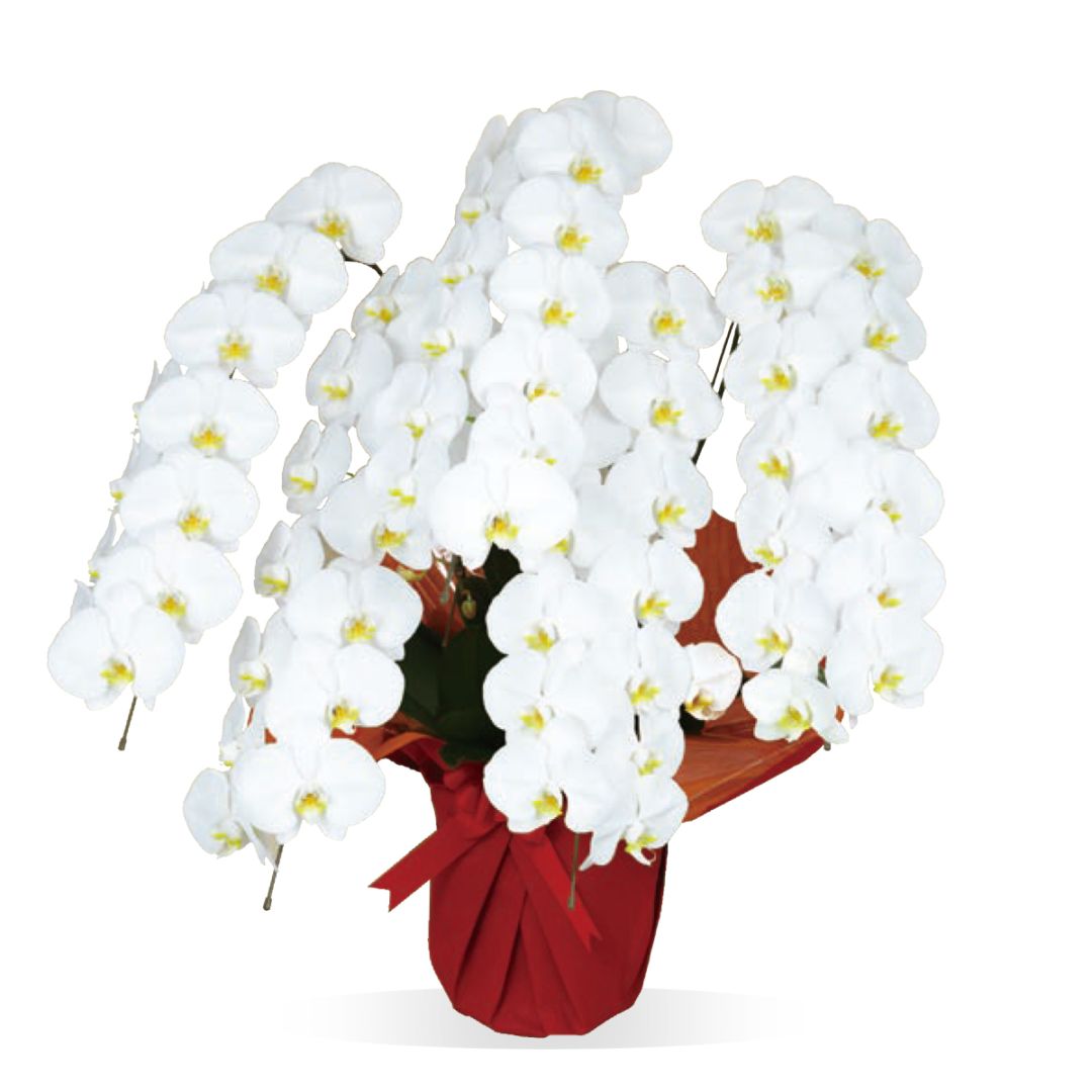 胡蝶蘭鉢 生花特選  5本立 60輪以上