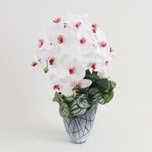 胡蝶蘭 はくらん[27] アレンジ鉢 アーティフィシャルフラワー