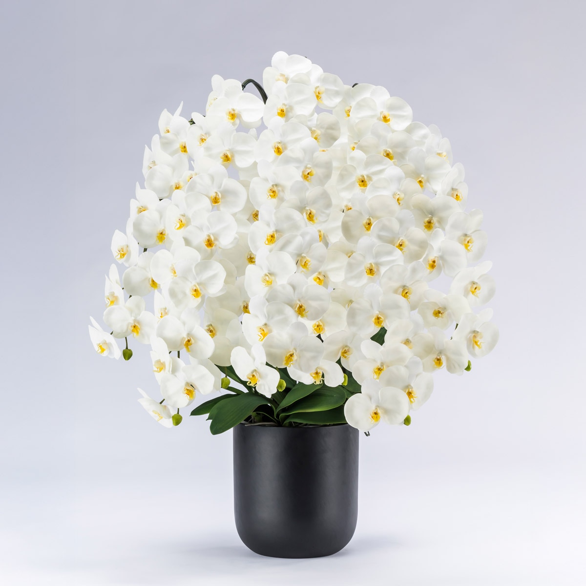 胡蝶蘭鉢 はくらん[24] 7本立ち 77輪 アーティフィシャルフラワー【大型商品】