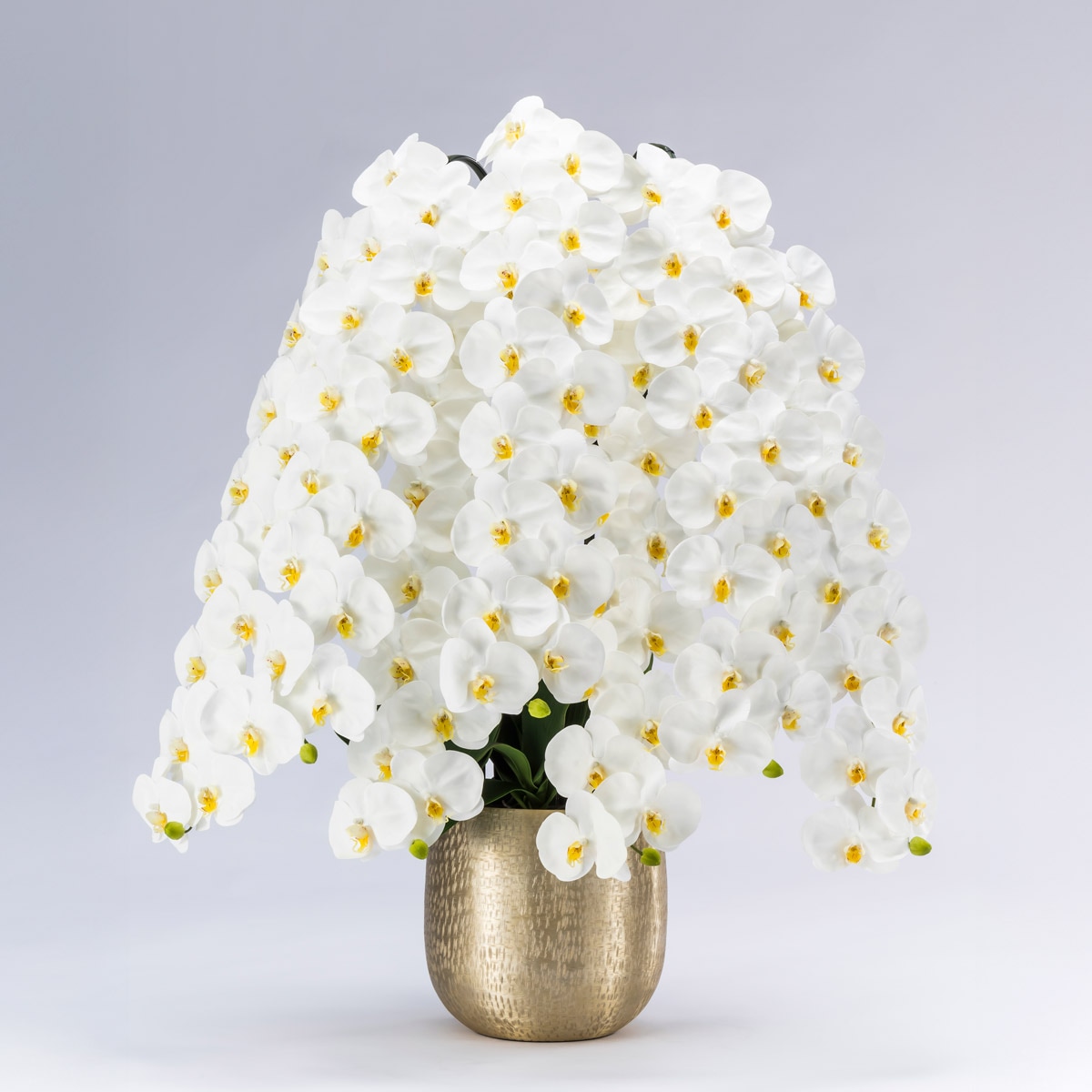 胡蝶蘭鉢 はくらん[04] 7本立ち 105輪 アーティフィシャルフラワー【大型商品】