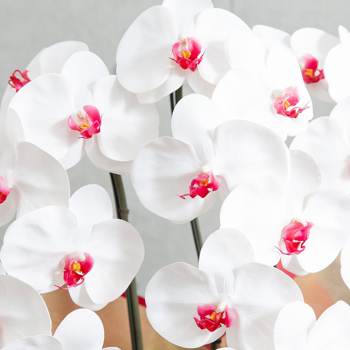 胡蝶蘭鉢 はくらん 3本立ち 赤リップ アーティフィシャルフラワー