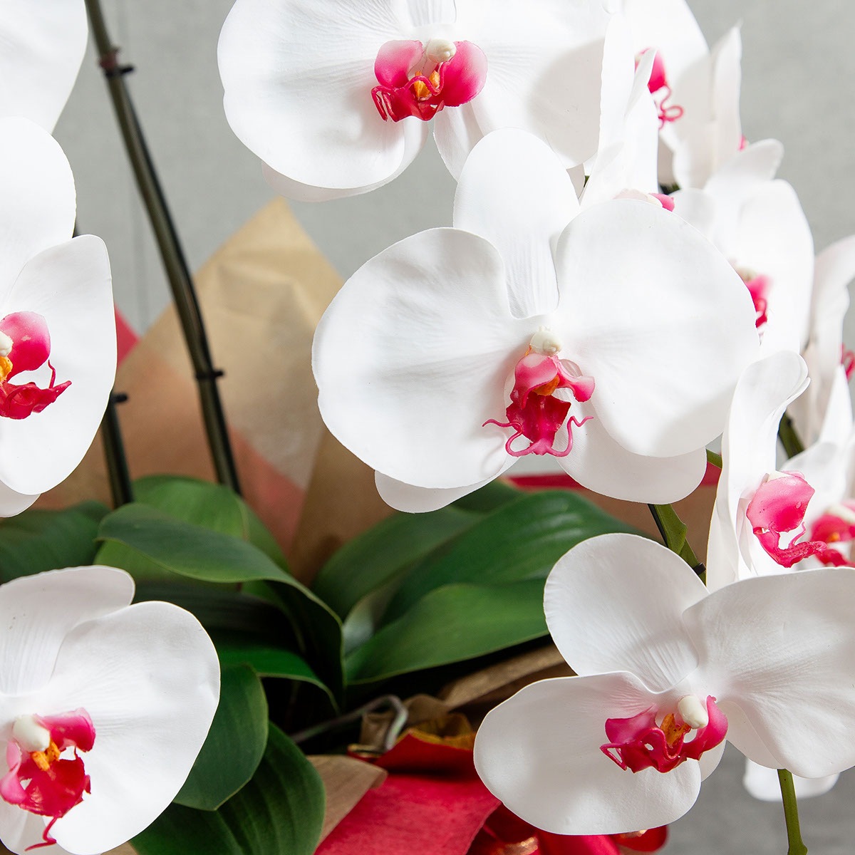 胡蝶蘭鉢 はくらん 3本立ち 赤リップ アーティフィシャルフラワー