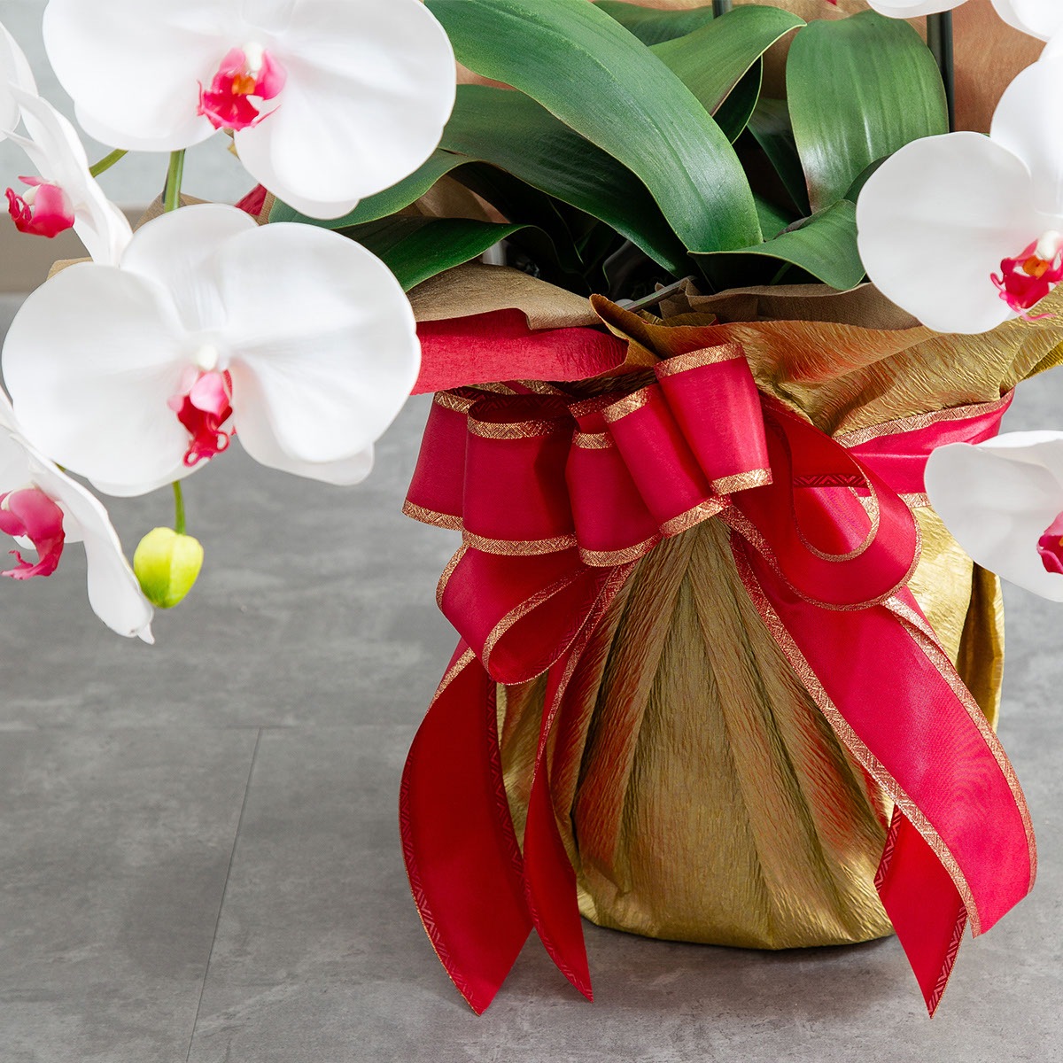 胡蝶蘭鉢 はくらん 3本立ち 赤リップ アーティフィシャルフラワー