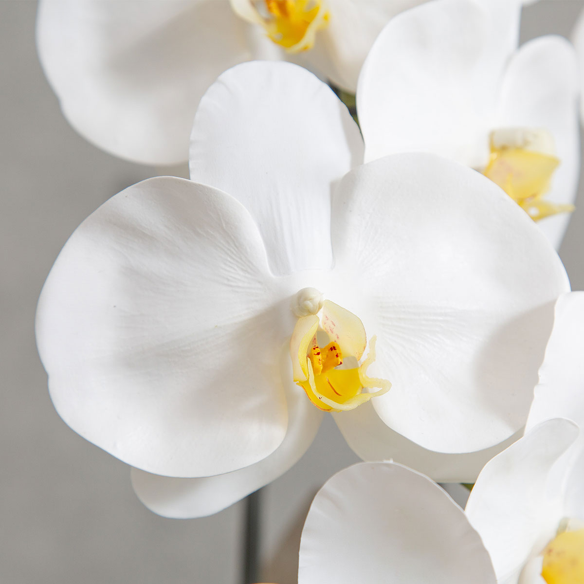 胡蝶蘭鉢 はくらん 3本立ち 白 アーティフィシャルフラワー