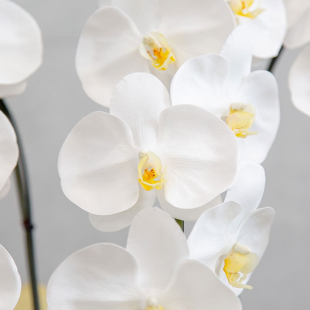 胡蝶蘭鉢 はくらん 3本立ち 白 アーティフィシャルフラワー