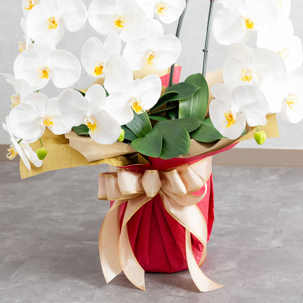 胡蝶蘭鉢 はくらん 3本立ち 白 アーティフィシャルフラワー