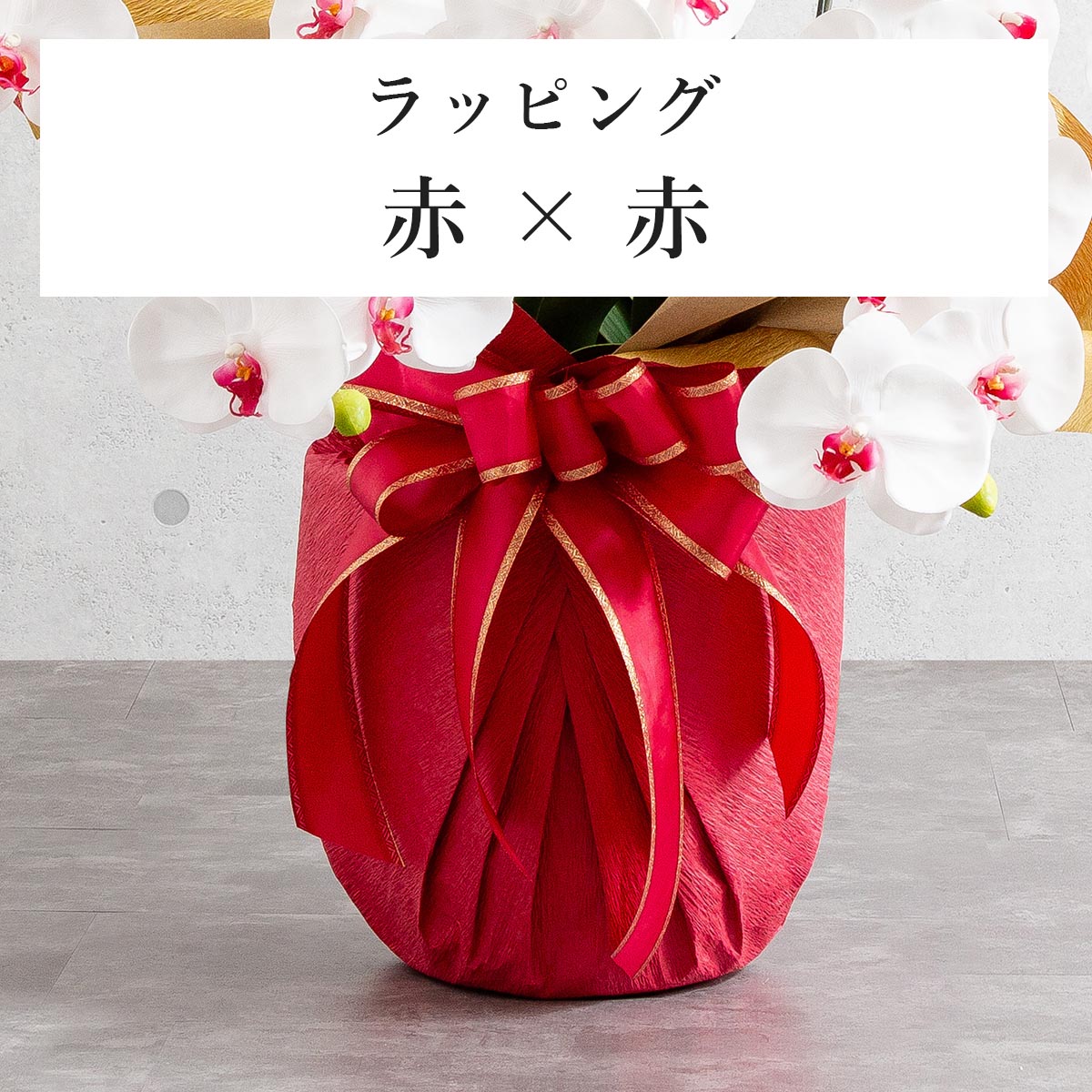 胡蝶蘭鉢 はくらん 選べる花器付 3本立ち 白 アーティフィシャルフラワー