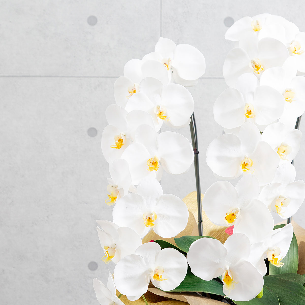 胡蝶蘭鉢 はくらん 選べる花器付 3本立ち 白 アーティフィシャルフラワー