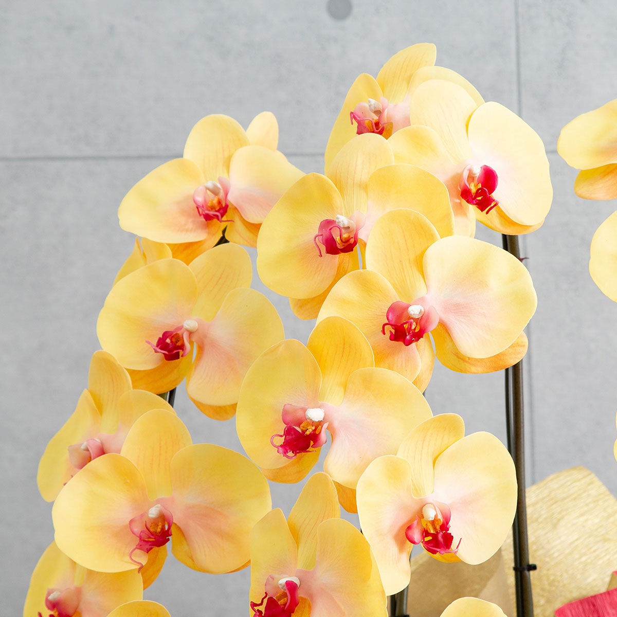 胡蝶蘭鉢 はくらん 選べる花器付 3本立ち イエロー アーティフィシャルフラワー