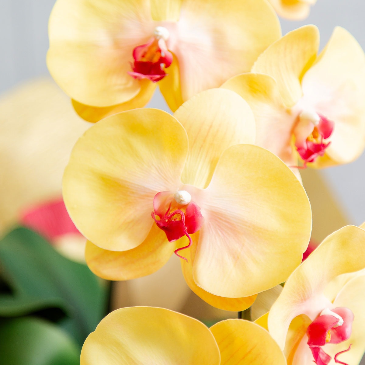 胡蝶蘭鉢 はくらん 選べる花器付 3本立ち イエロー アーティフィシャルフラワー