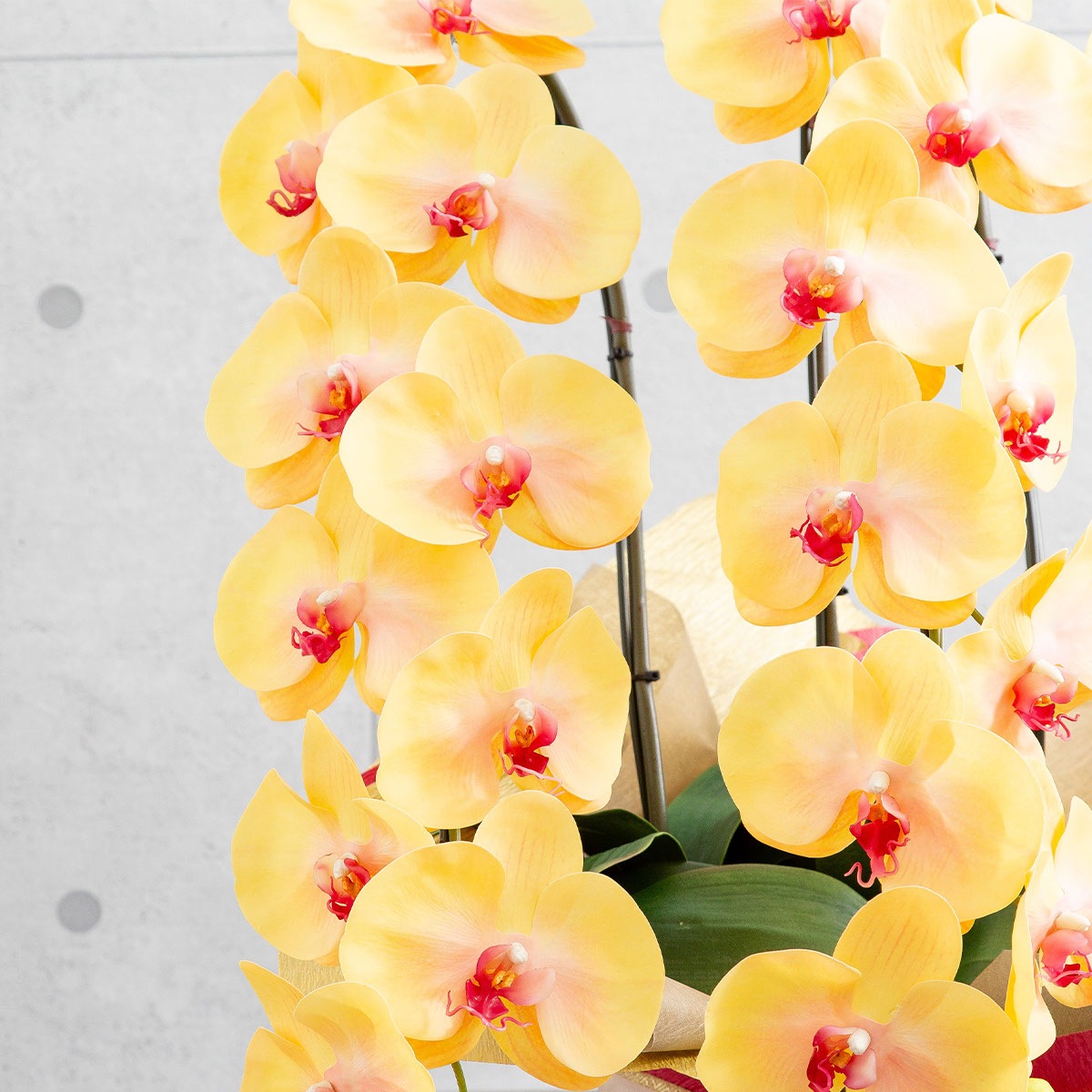 胡蝶蘭鉢 はくらん 選べる花器付 3本立ち イエロー アーティフィシャルフラワー