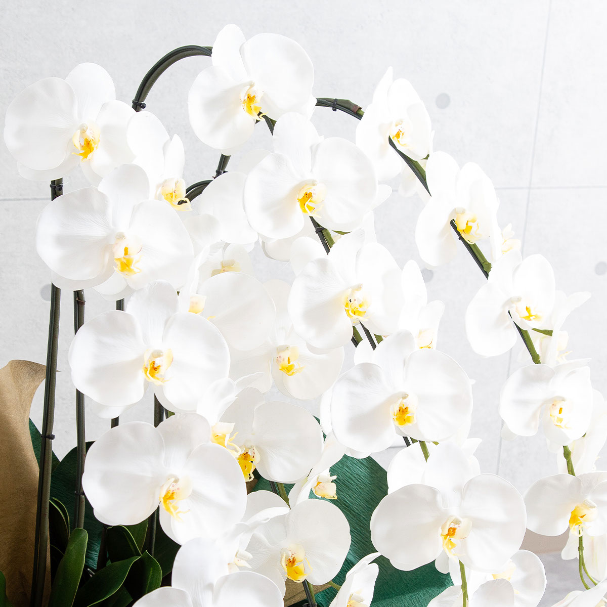 胡蝶蘭鉢 はくらん 5本立ち 白 アーティフィシャルフラワー