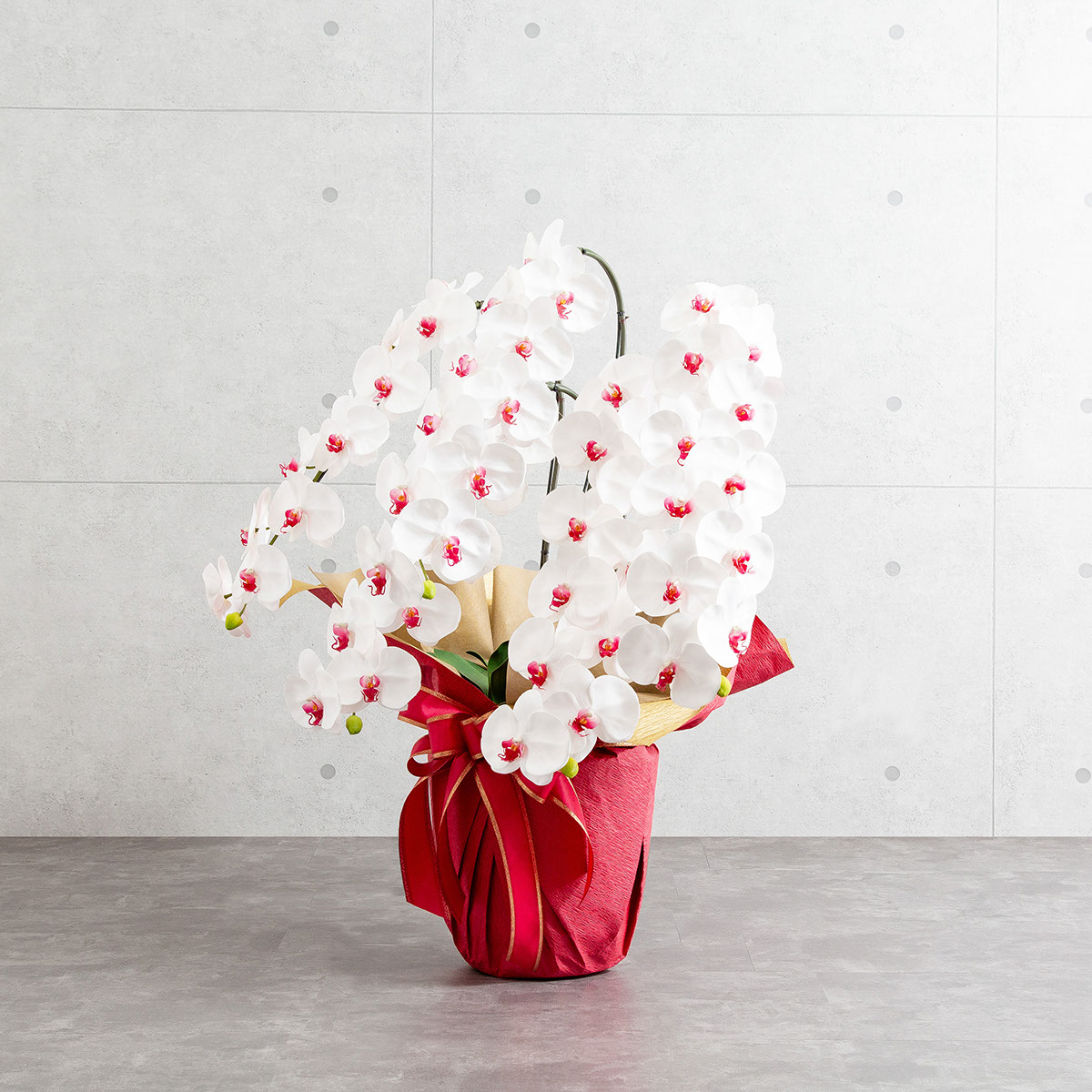 胡蝶蘭鉢 はくらん 5本立ち 赤リップ アーティフィシャルフラワー