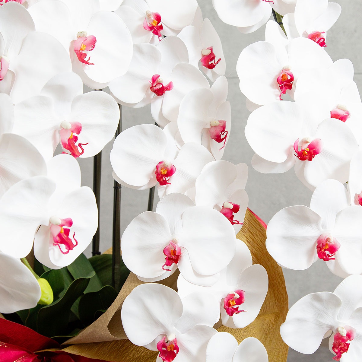 胡蝶蘭鉢 はくらん 5本立ち 赤リップ アーティフィシャルフラワー