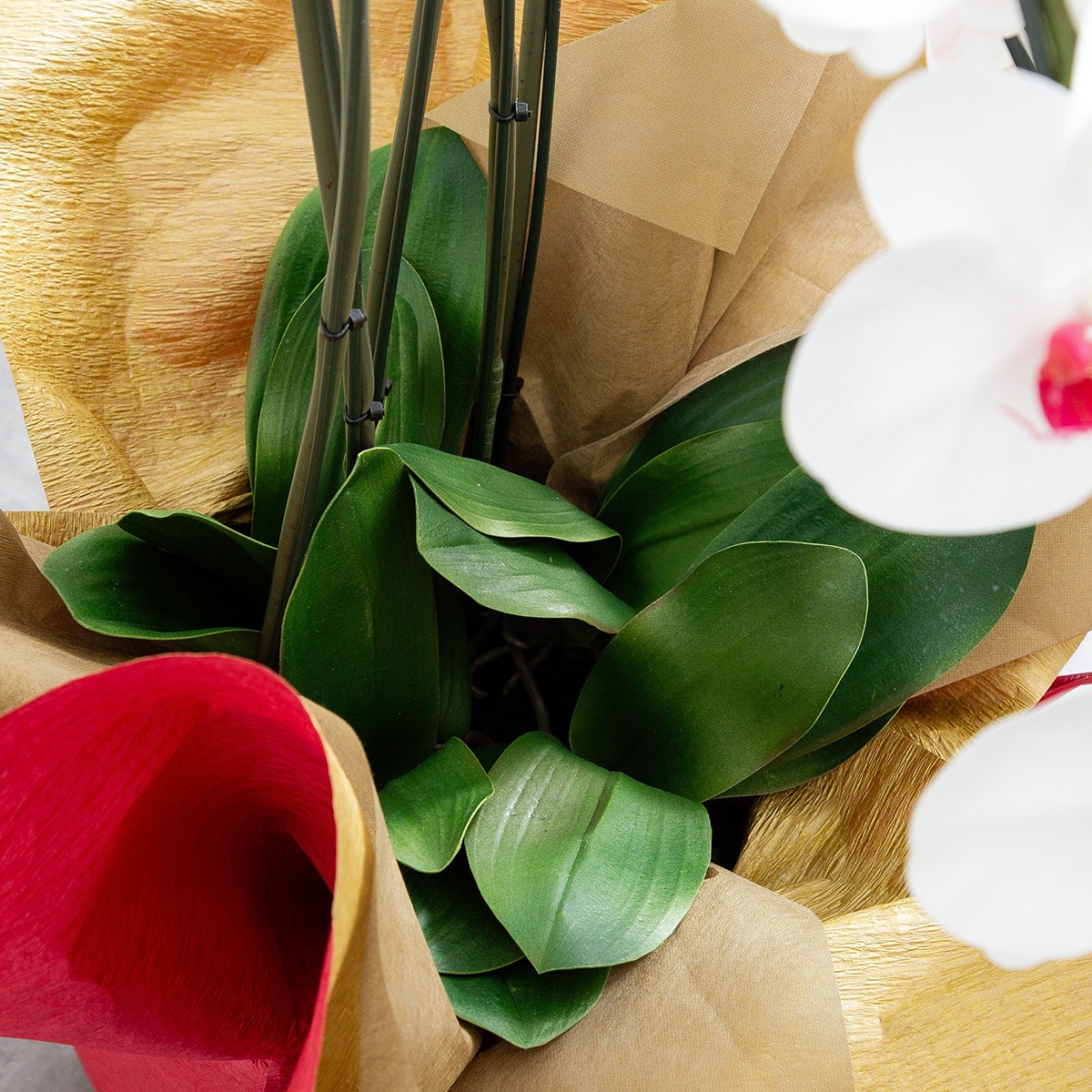 胡蝶蘭鉢 はくらん 5本立ち 赤リップ アーティフィシャルフラワー