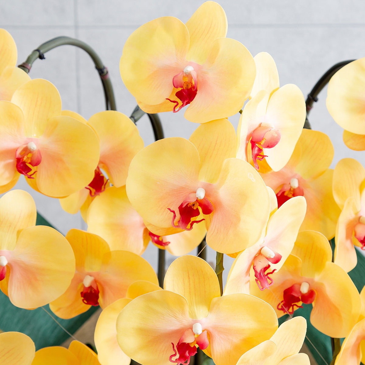 胡蝶蘭鉢 はくらん 5本立ち イエロー アーティフィシャルフラワー