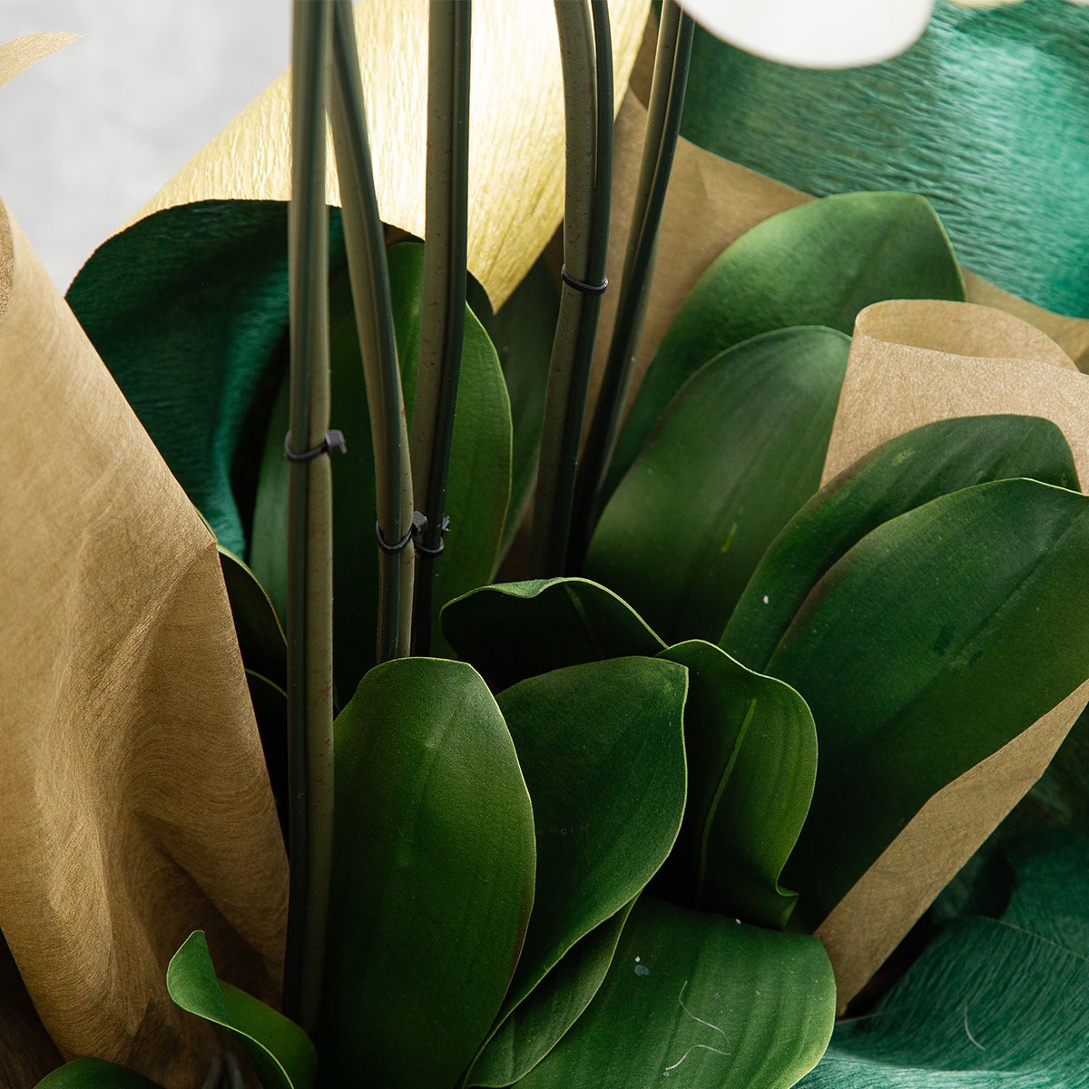 胡蝶蘭鉢 はくらん 選べる花器付 5本立ち 白 アーティフィシャルフラワー