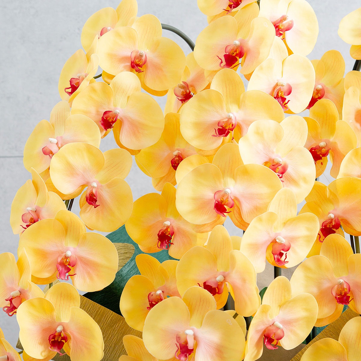 胡蝶蘭鉢 はくらん 選べる花器付 5本立ち イエロー アーティフィシャルフラワー