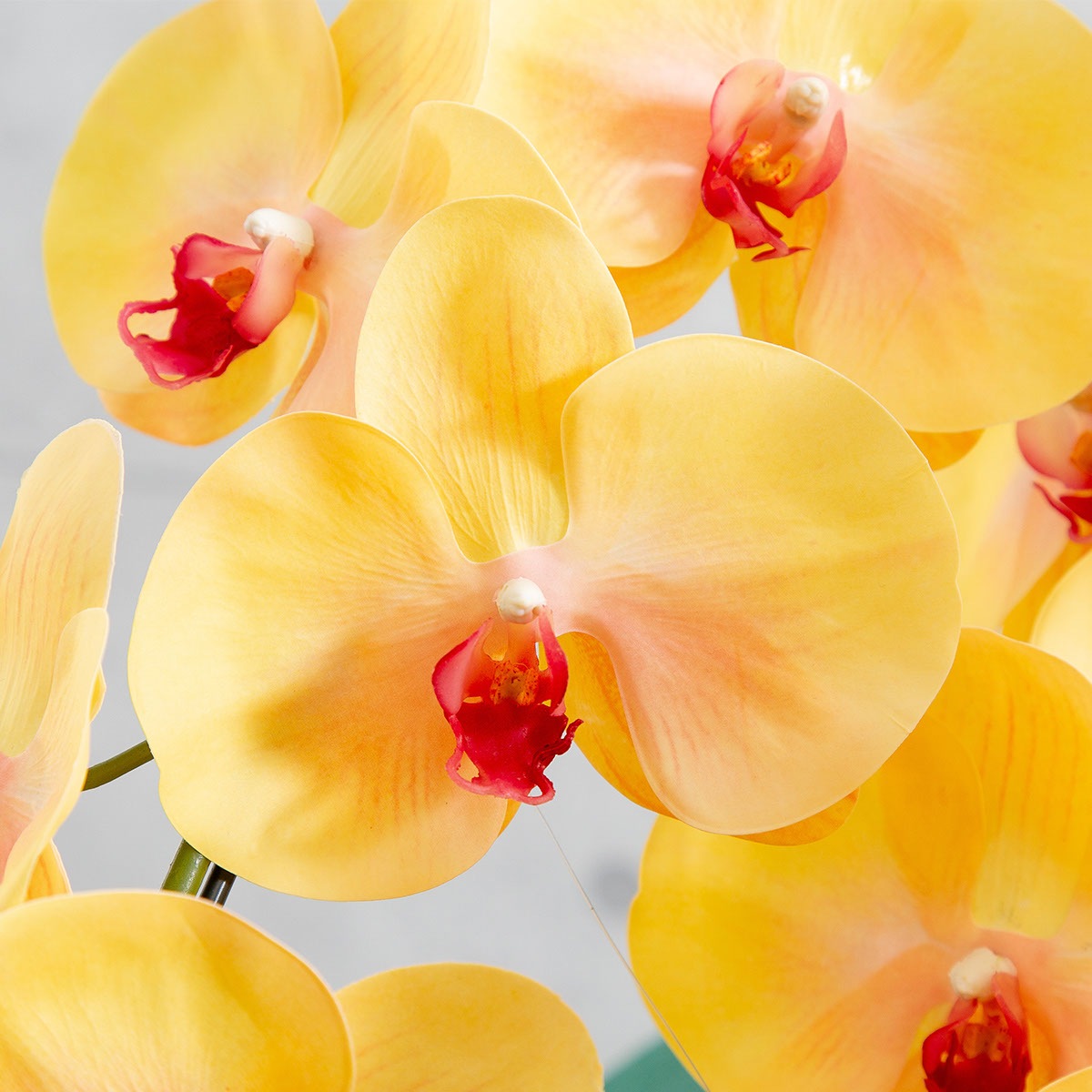 胡蝶蘭鉢 はくらん 選べる花器付 5本立ち イエロー アーティフィシャルフラワー