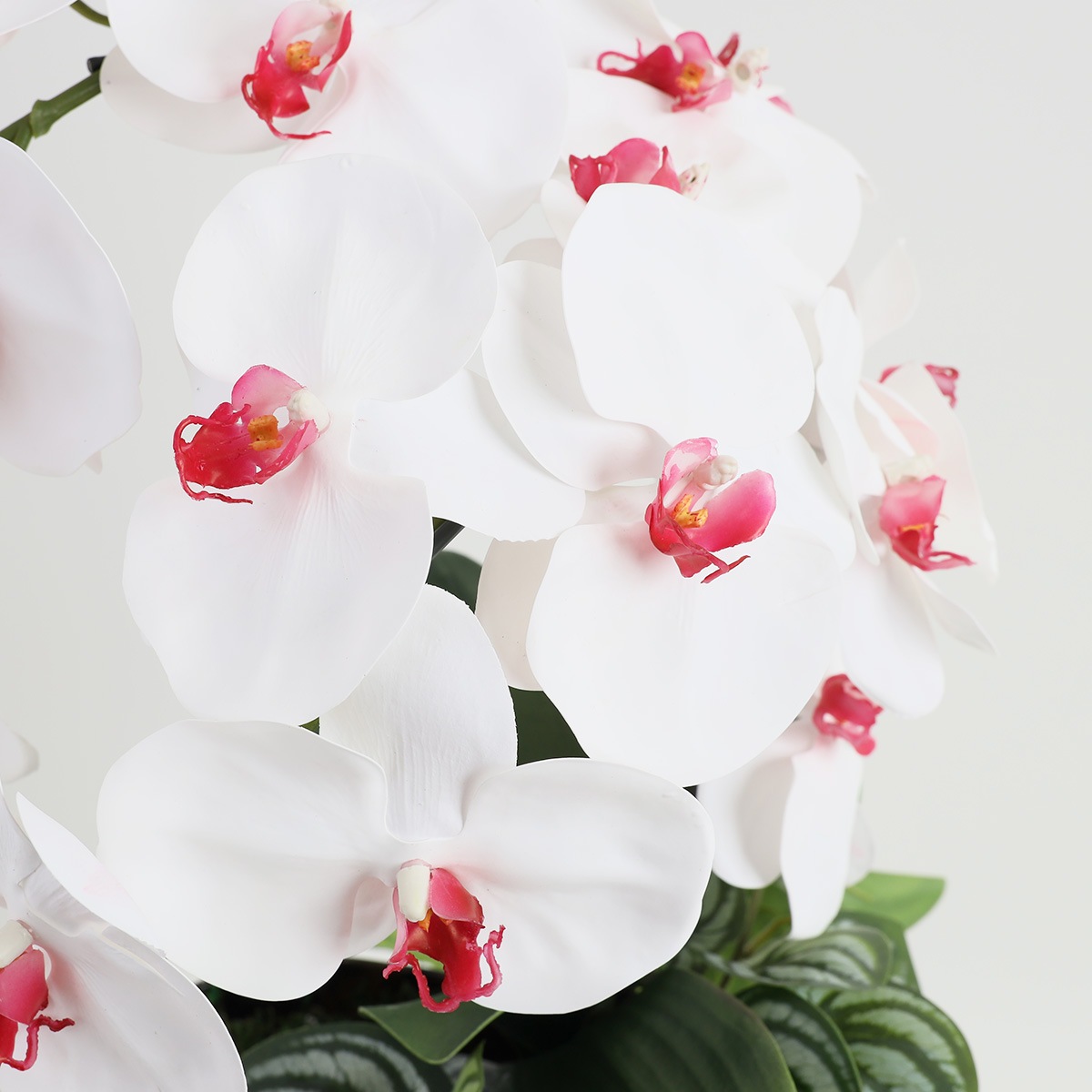 胡蝶蘭 はくらん[27] アレンジ鉢 アーティフィシャルフラワー