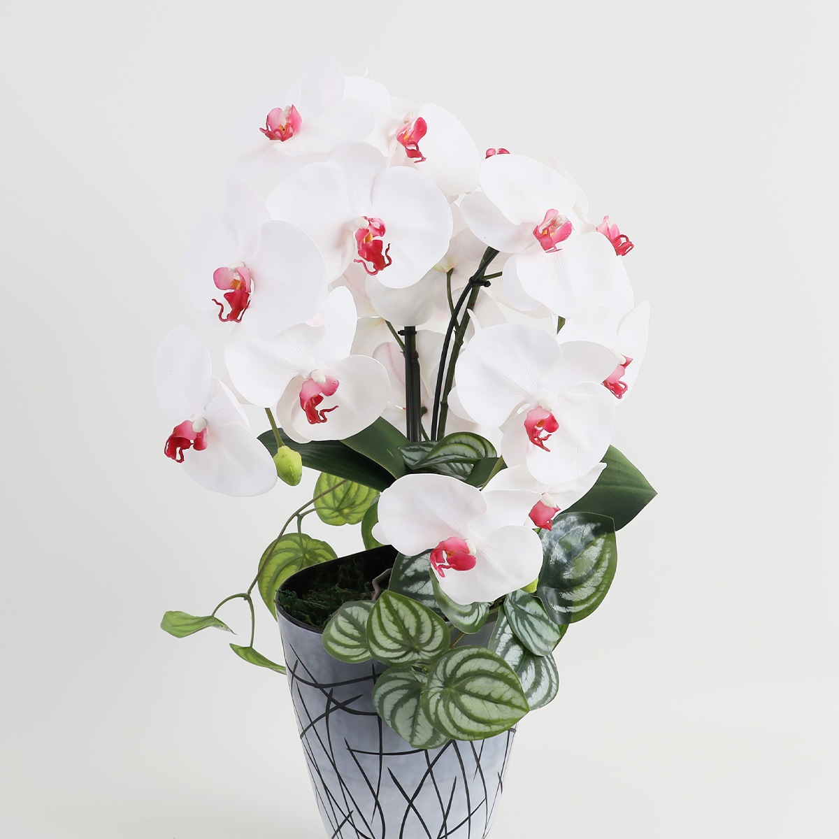 胡蝶蘭 はくらん[27] アレンジ鉢 アーティフィシャルフラワー