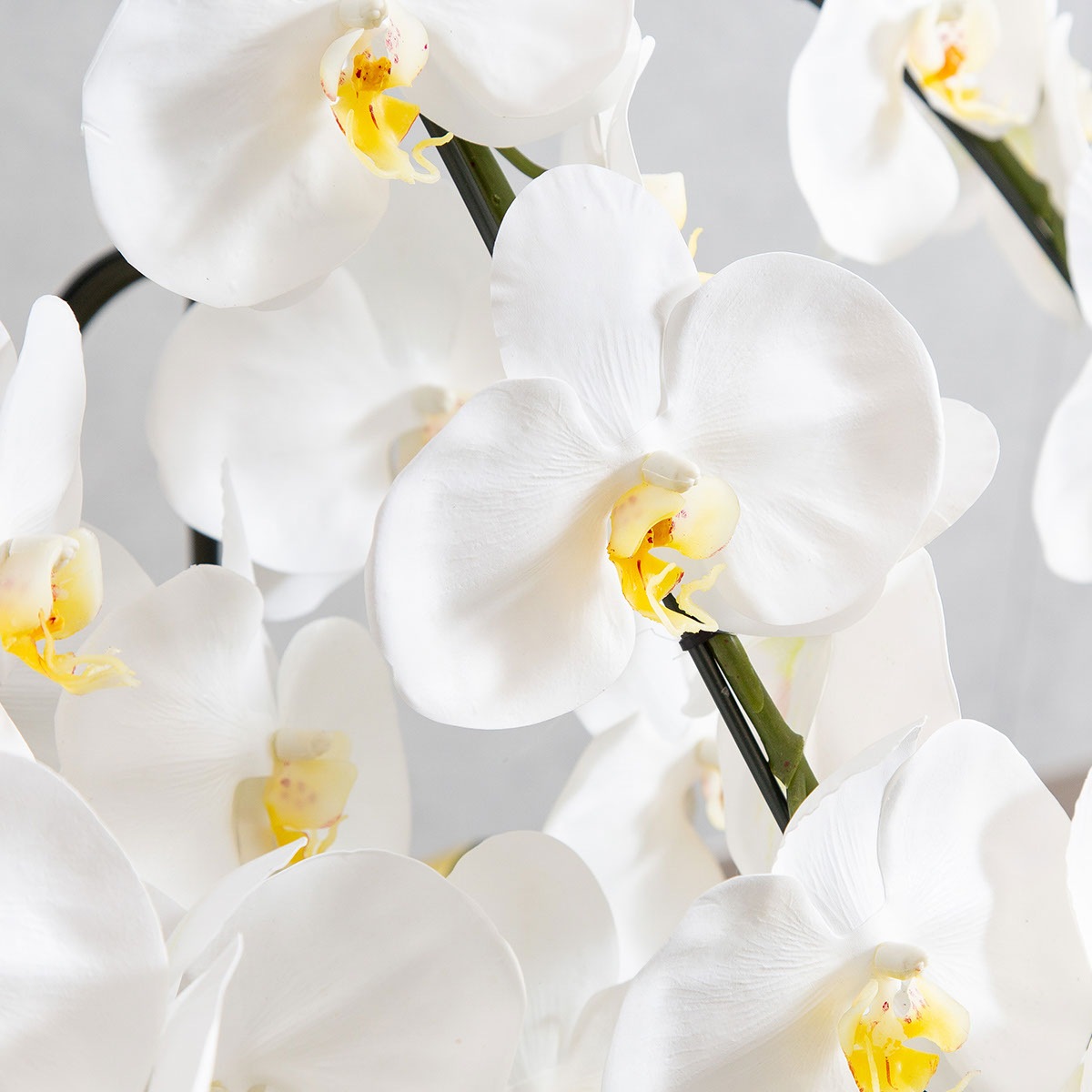 胡蝶蘭鉢 はくらん[06] 5本立ち 80輪 アーティフィシャルフラワー