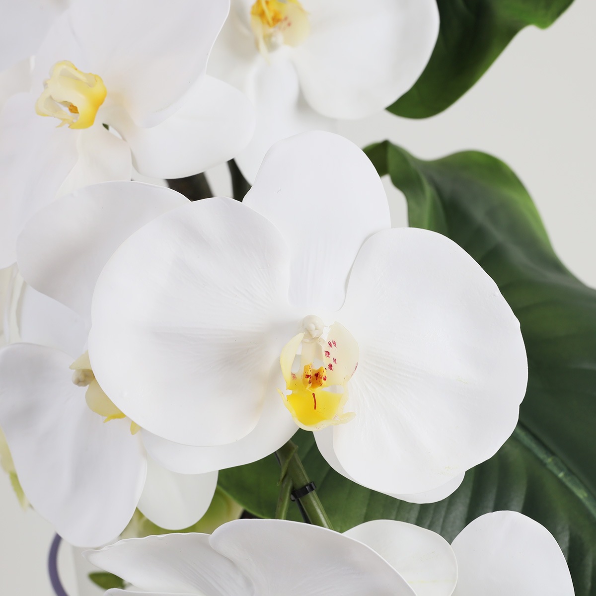 胡蝶蘭鉢 はくらん[05] 5本立ち 80輪 アーティフィシャルフラワー