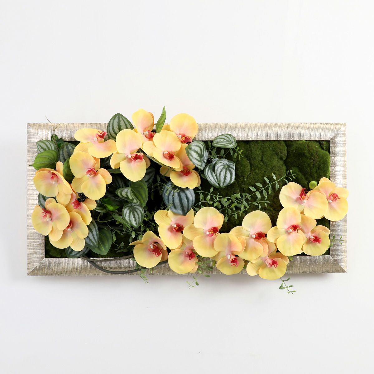 胡蝶蘭 はくらん フレーム  [23] BA アレンジ 鉢 アーティフィシャルフラワー