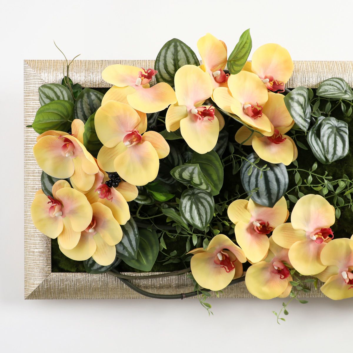 胡蝶蘭 はくらん フレーム  [23] BA アレンジ 鉢 アーティフィシャルフラワー