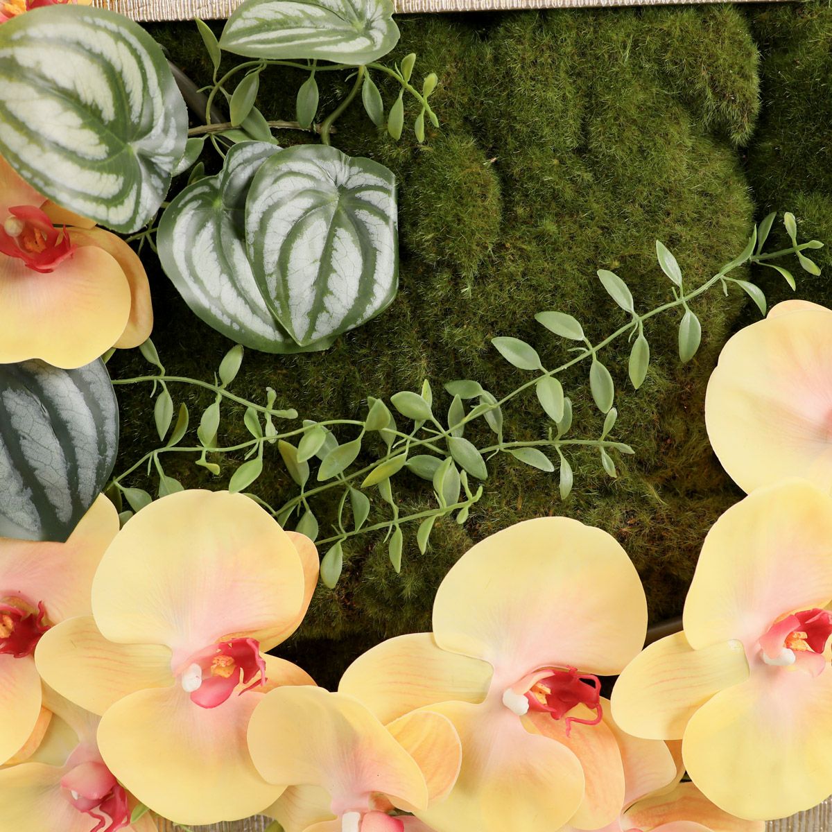 胡蝶蘭 はくらん フレーム  [23] BA アレンジ 鉢 アーティフィシャルフラワー