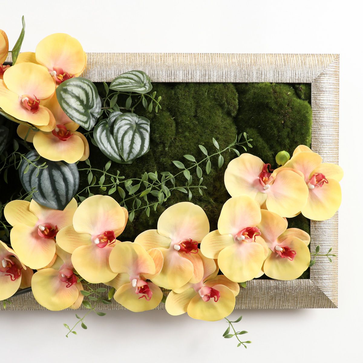 胡蝶蘭 はくらん フレーム  [23] BA アレンジ 鉢 アーティフィシャルフラワー