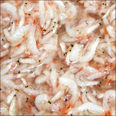 ����Ź��������� ���� ���ߤα��� 1kg �ڹ� ��������� ��������� �ڹ��ʡ� �����Ӥȿ��������Ǻ��줿���ߤα��ɡ���������� ��