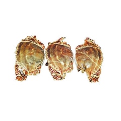 [�����ؤΤ�ȯ��] �勵�ꥬ�� ��1kg (2��3ɤ) ��񻺡���������ѡ��ʤ��ѡ�