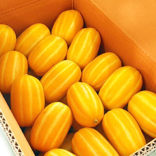 ������̵����(���̳�ƻ���彣�����졦Υ������)<br><br>��¢ ����� 10kg (��34��38��) <br>�ڹ񻺥�����ɥ���� �ޥ��復�� �ڹ��ʪ �ڹ���