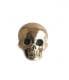 Dead stock Vinatge　Skull Pins|Pins|【VINTAGE　JEWELRY】