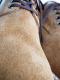 SANTA ROSA �ڎ��ݎ� �ێ����� �֡��� ��Dixon�� Suede Postman Boots / Camel