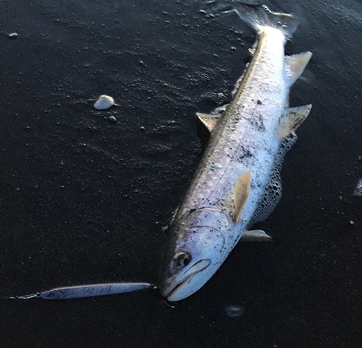 KAISAYNorthern Spark30gʥΡ󥹥ѡ30g 