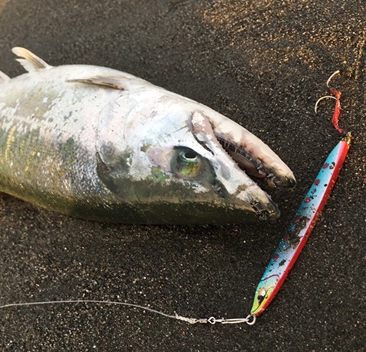 KAISAYNorthern Spark40gʥΡ󥹥ѡ40g 